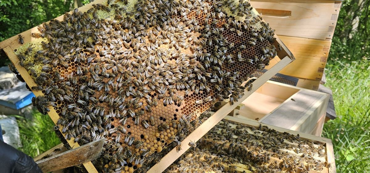 Cadre de ruche couvert d'abeilles