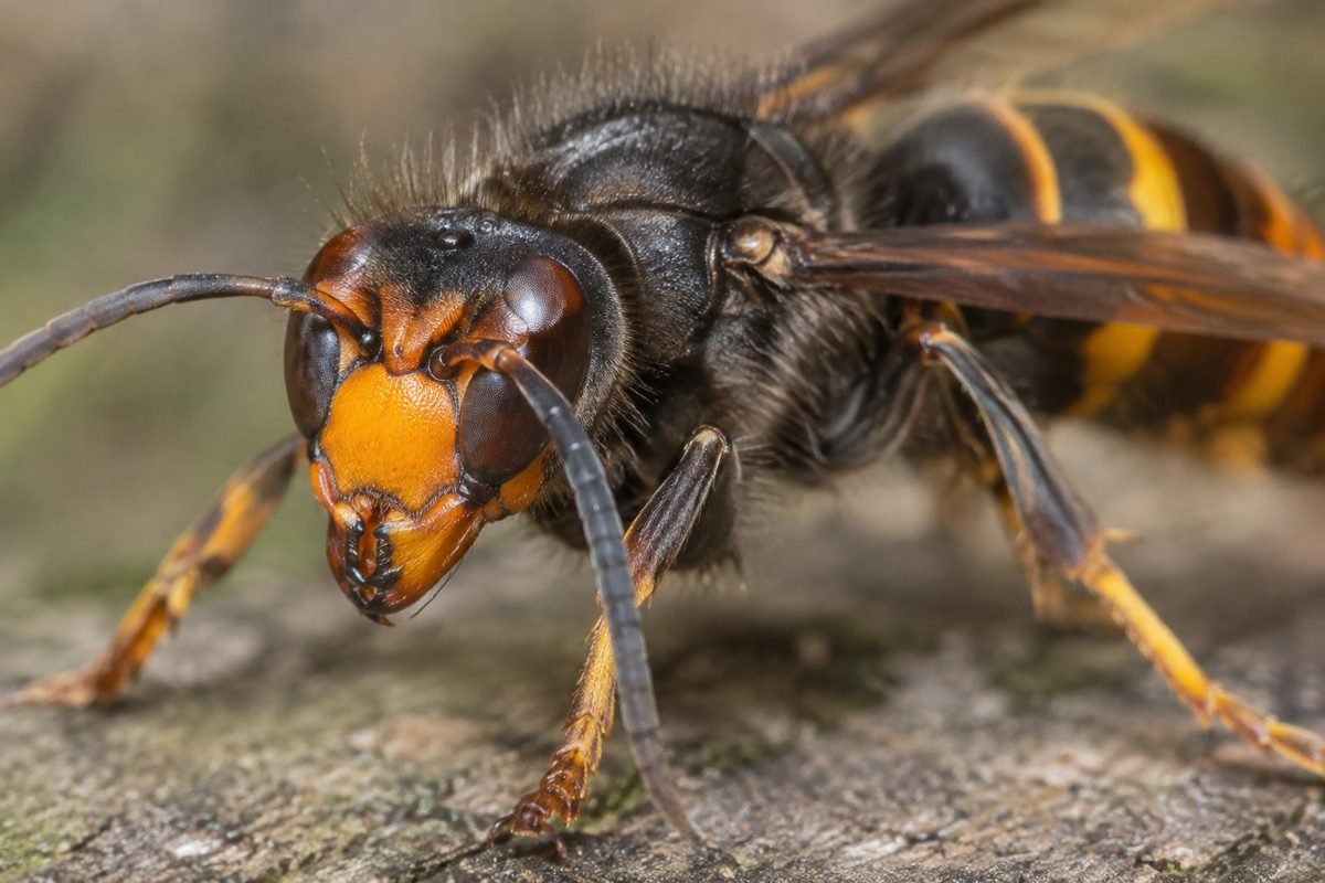 Frelon asiatique (Vespa velutina) vu de près, pattes et tête jaune-orangé caractéristiques