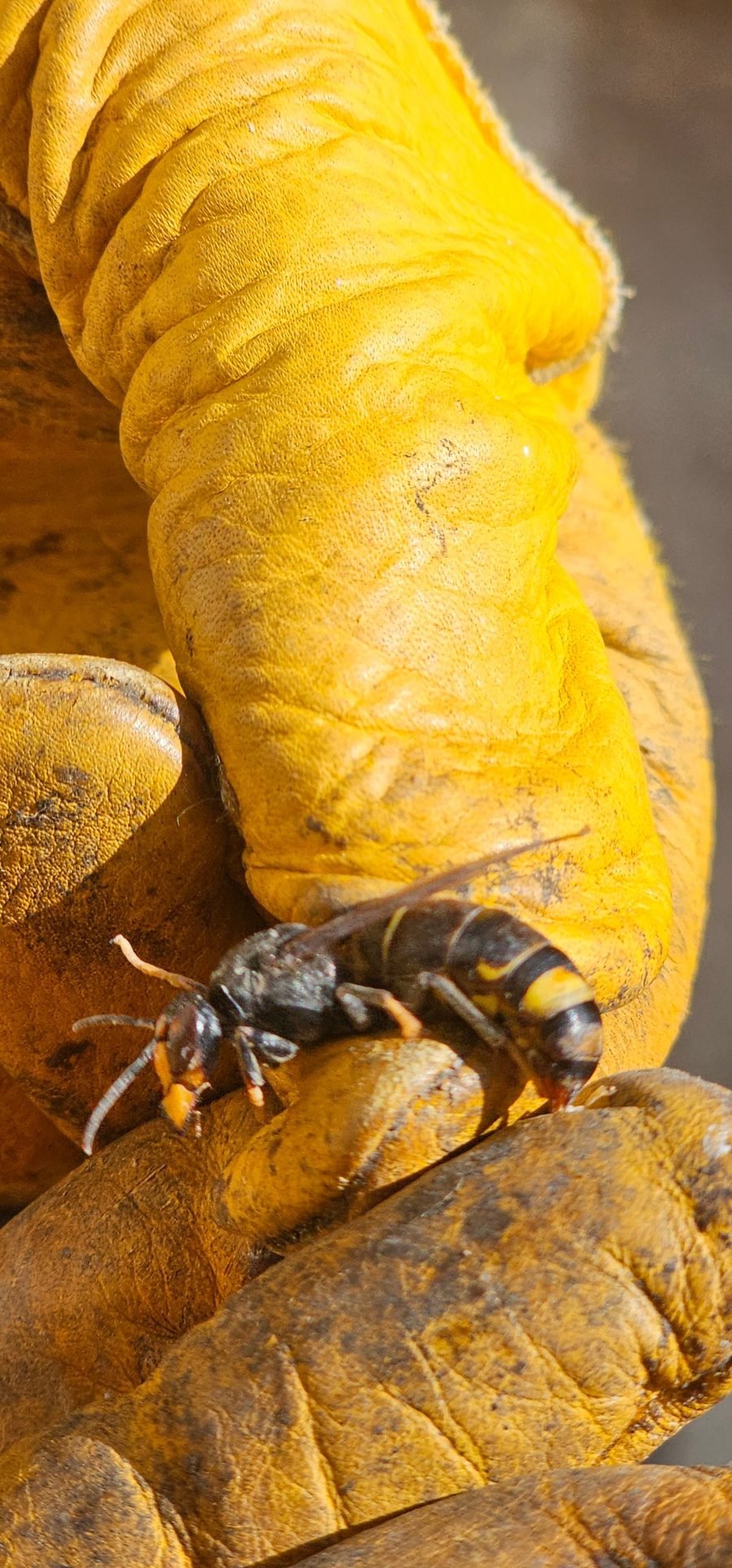 Fondatrice de frelon asiatique capturée lors de la destruction d'un nid primaire, tenue avec un gant de protection