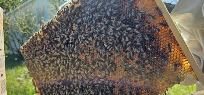 Cadre de miel operculé couvert d'abeilles