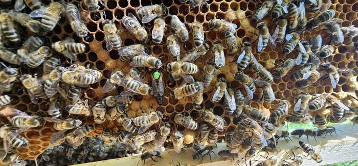 Gros plan sur des abeilles et une reine marquée