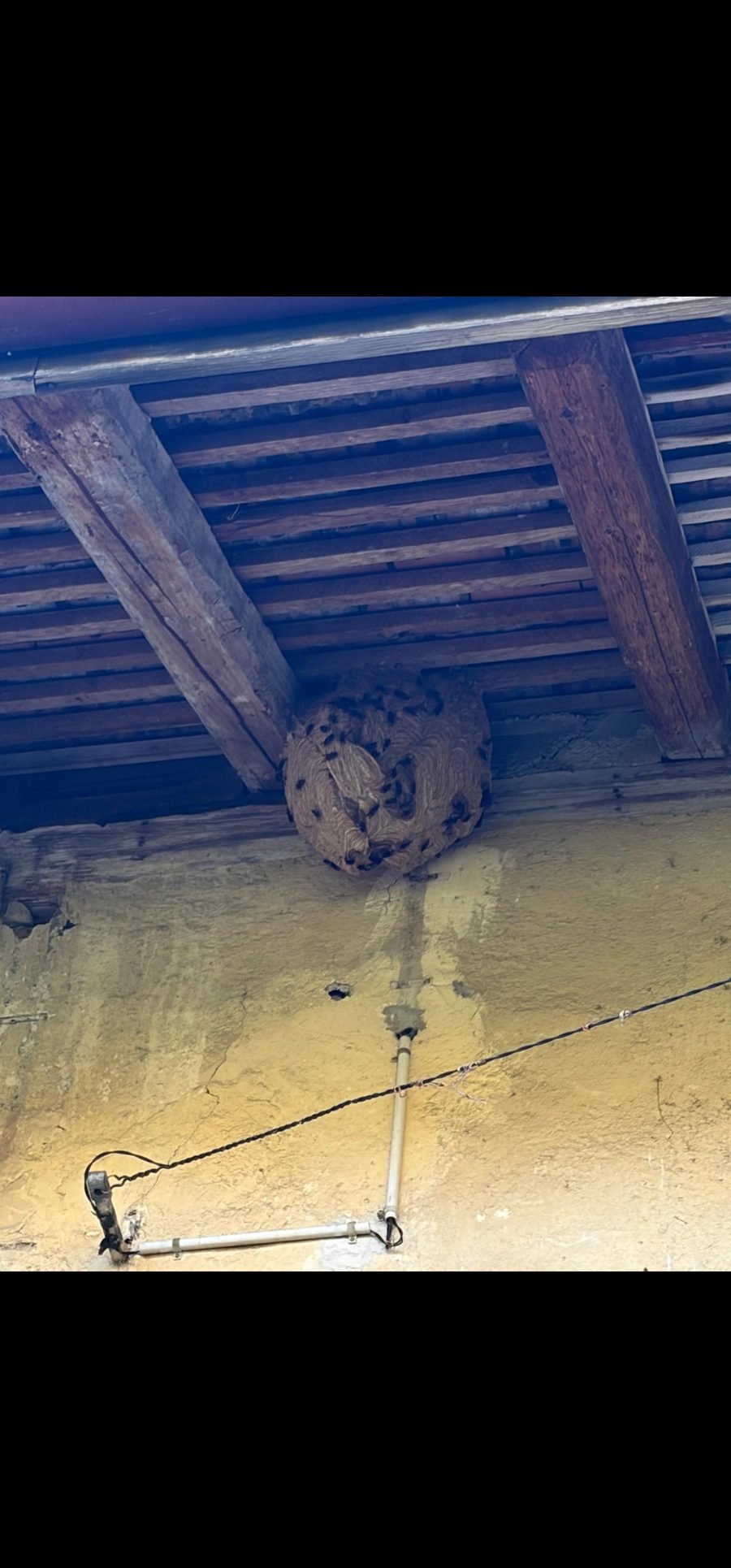 Nid volumineux de frelons asiatiques fixé sous une charpente de grange