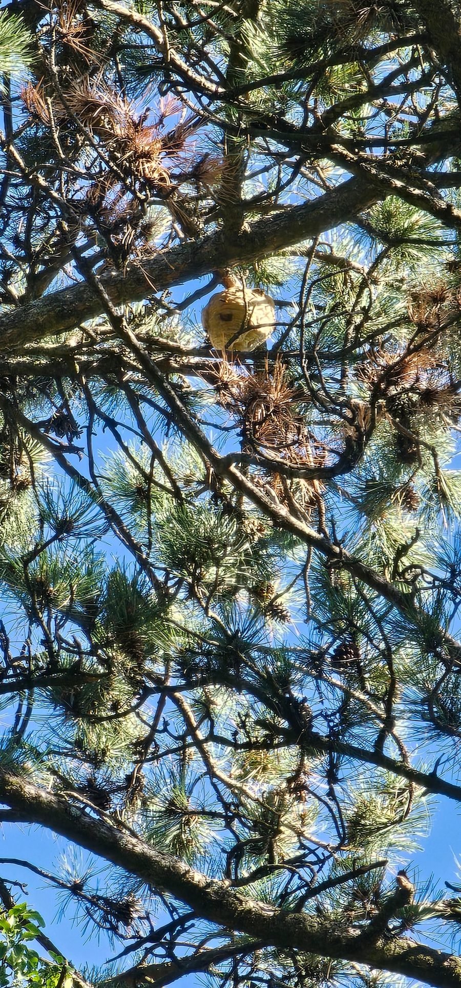 Début de nid secondaire de frelons asiatiques visible en hauteur dans un conifère