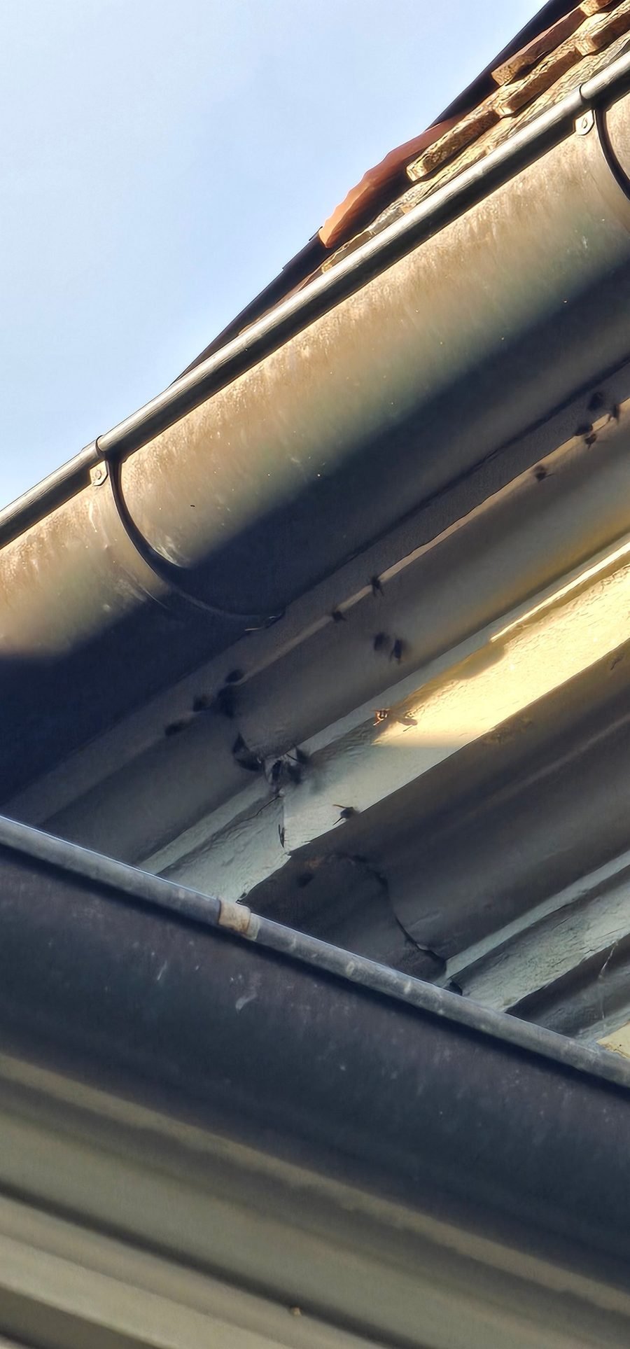Frelons asiatiques entrant et sortant d'un nid caché sous une gouttière