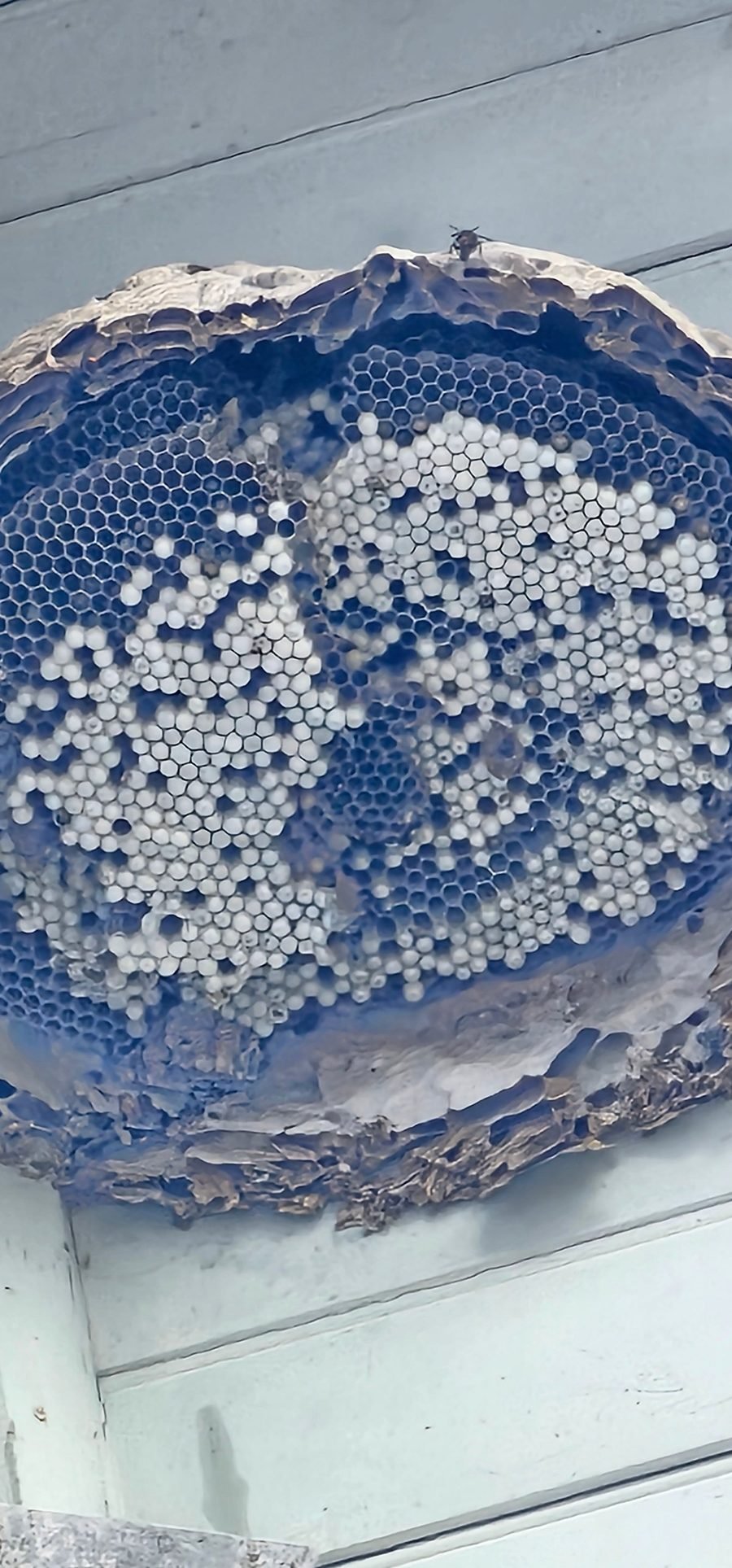 Gros plan sur les rayons hexagonaux d'un nid de frelons asiatiques avec le couvain