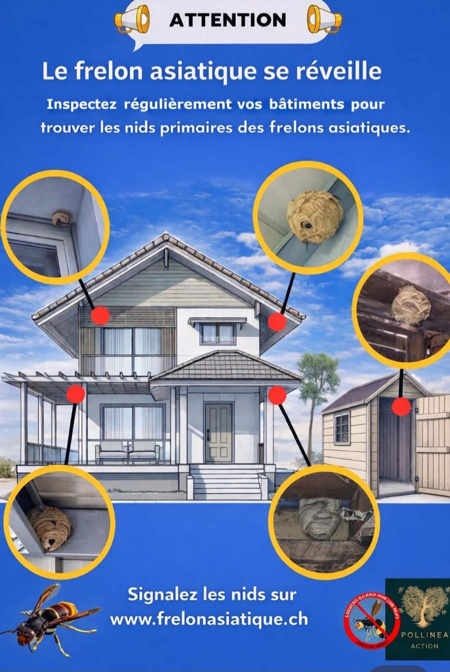 Nid de frelons asiatiques ouvert laissant apparaître les alvéoles et les larves