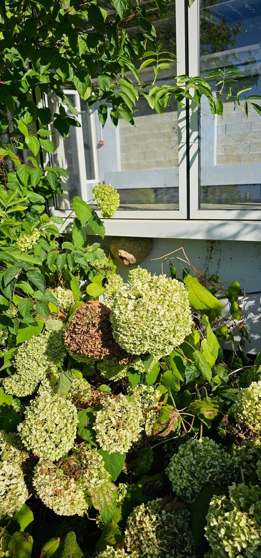 Petit nid primaire de frelons asiatiques fixé sous un rebord de fenêtre